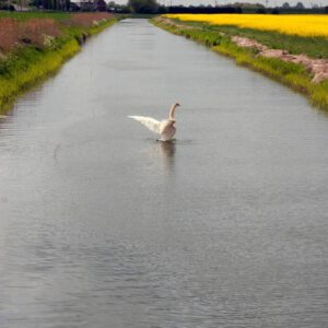 Serene swan on canal in rural countryside landscape.